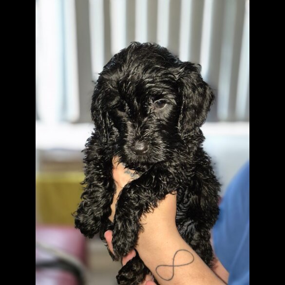 Cockapoo - Dogs