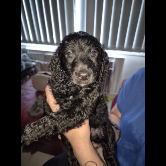 Cockapoo - Dogs