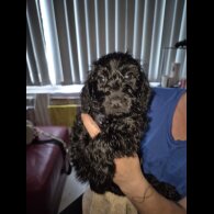 Cockapoo - Dogs
