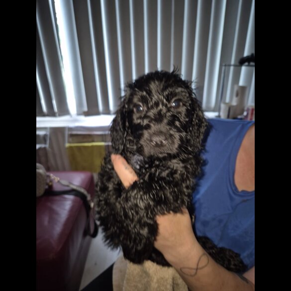 Cockapoo - Dogs