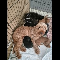 Cockapoo - Dogs