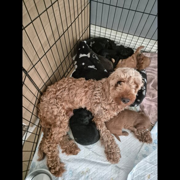 Cockapoo - Dogs