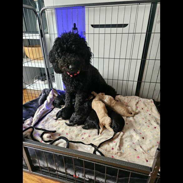 Cockapoo - Both