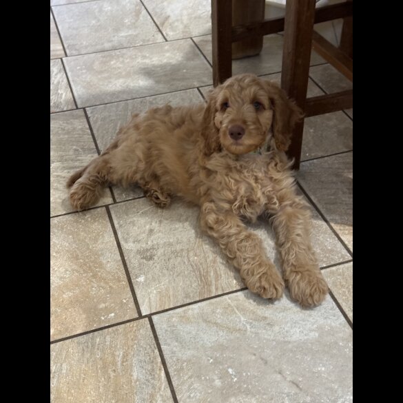 Cockapoo - Both
