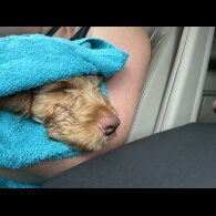 Cockapoo - Both