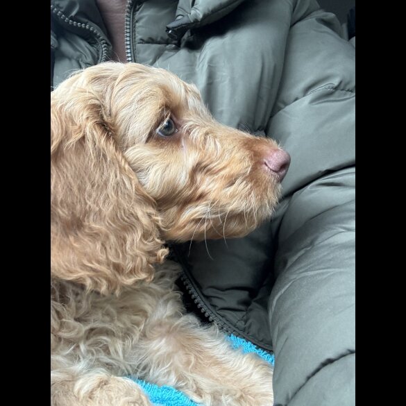 Cockapoo - Both