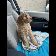 Cockapoo - Both