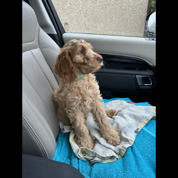 Cockapoo - Both