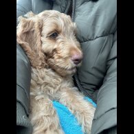 Cockapoo - Both