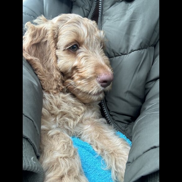 Cockapoo - Both