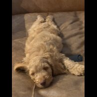 Cockapoo - Both