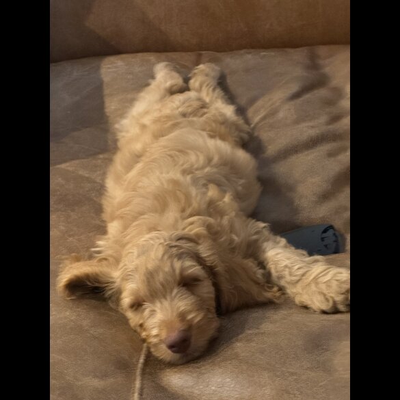 Cockapoo - Both