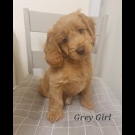 Cockapoo - Both
