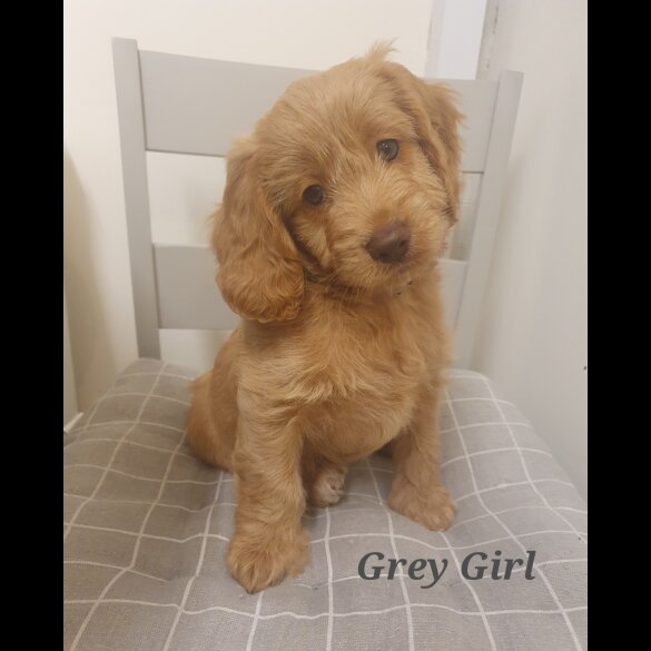 Cockapoo - Both