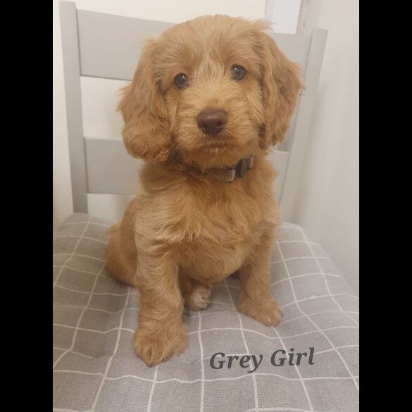 Cockapoo - Both