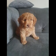 Cockapoo - Both