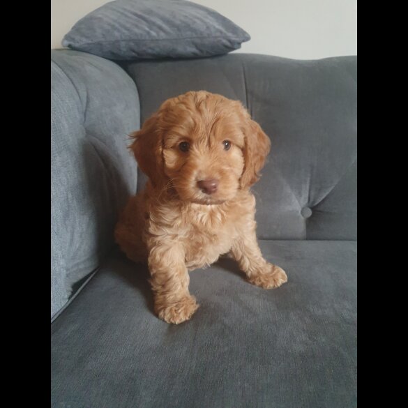 Cockapoo - Both