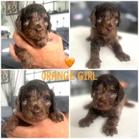 Cockapoo - Both
