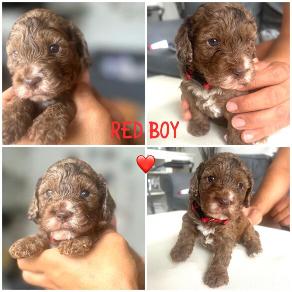 Cockapoo - Both