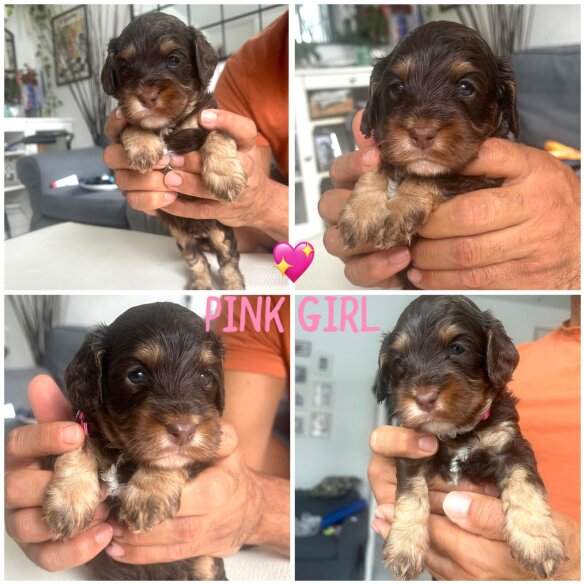 Cockapoo - Both