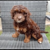 Cockapoo - Bitches