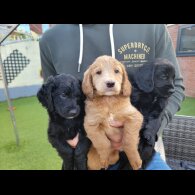 Cockapoo - Dogs