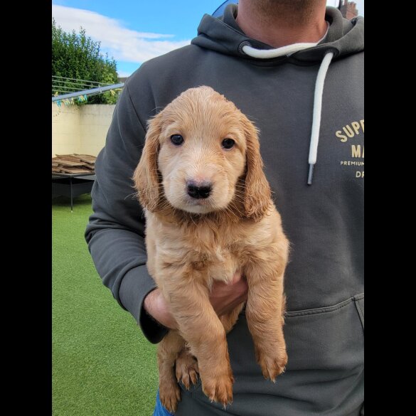 Cockapoo - Dogs