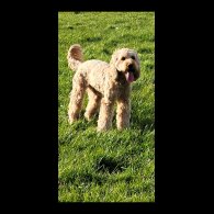 Cockapoo - Dogs