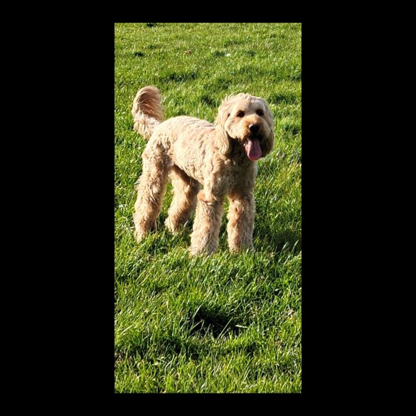 Cockapoo - Dogs