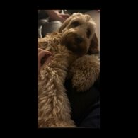 Cockapoo - Dogs