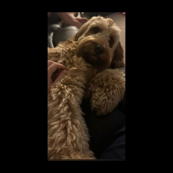 Cockapoo - Dogs