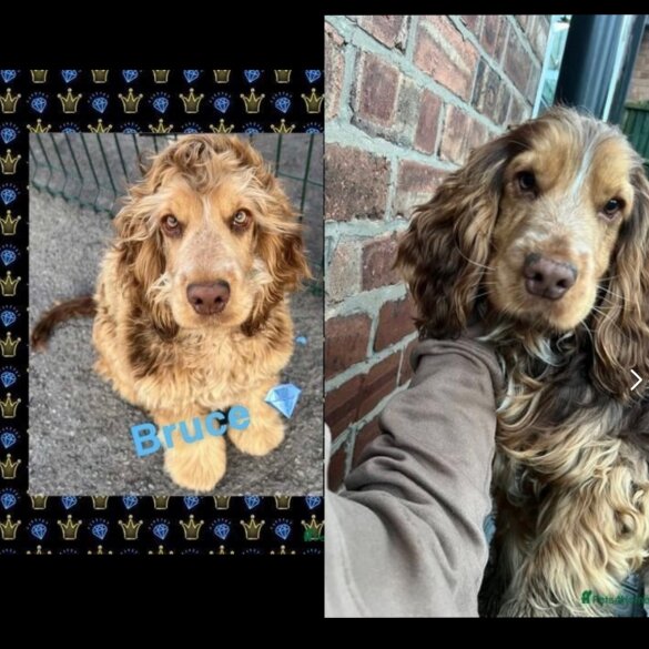 Cockapoo - Both