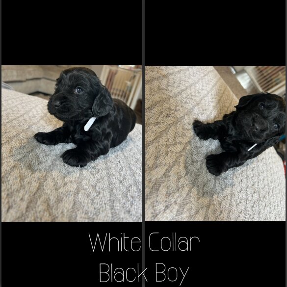Cockapoo - Both
