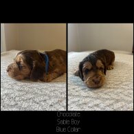 Cockapoo - Both
