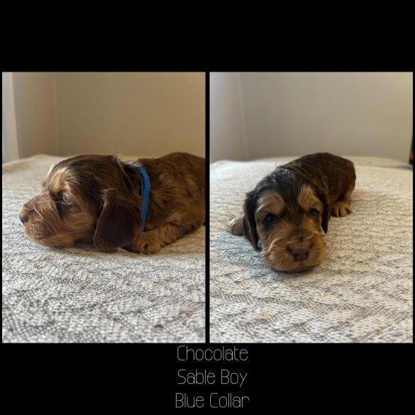 Cockapoo - Both