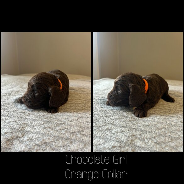 Cockapoo - Both