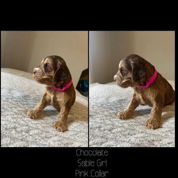 Cockapoo - Both