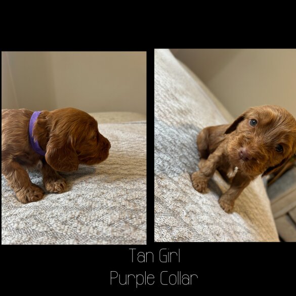 Cockapoo - Both