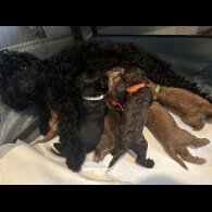 Cockapoo - Both