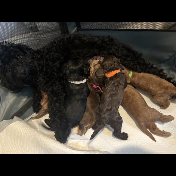 Cockapoo - Both