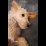 Cockapoo - Both
