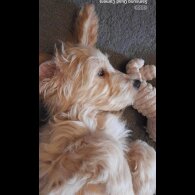 Cockapoo - Both