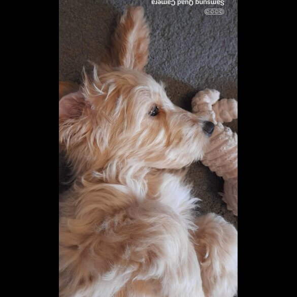 Cockapoo - Both