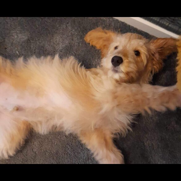 Cockapoo - Both