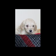 Cockapoo - Both