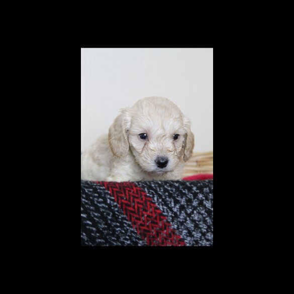 Cockapoo - Both