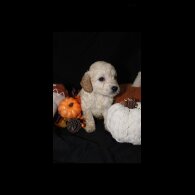 Cockapoo - Both