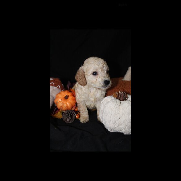 Cockapoo - Both