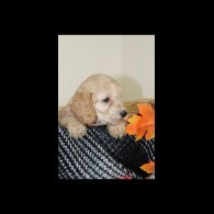 Cockapoo - Both