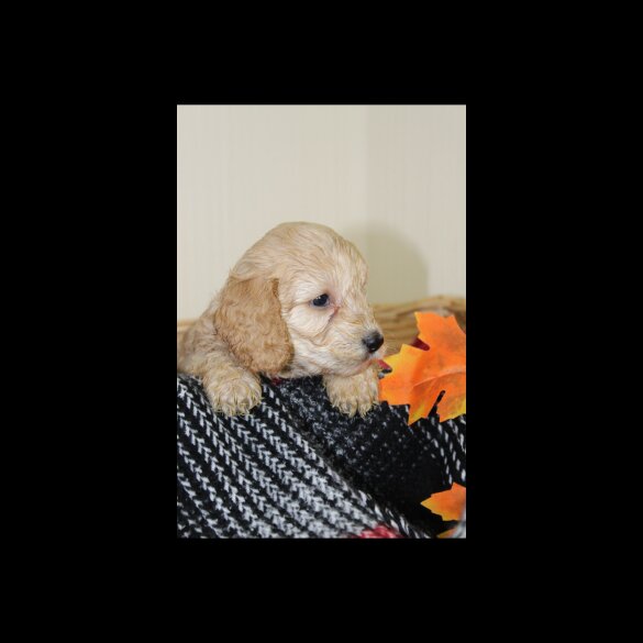 Cockapoo - Both